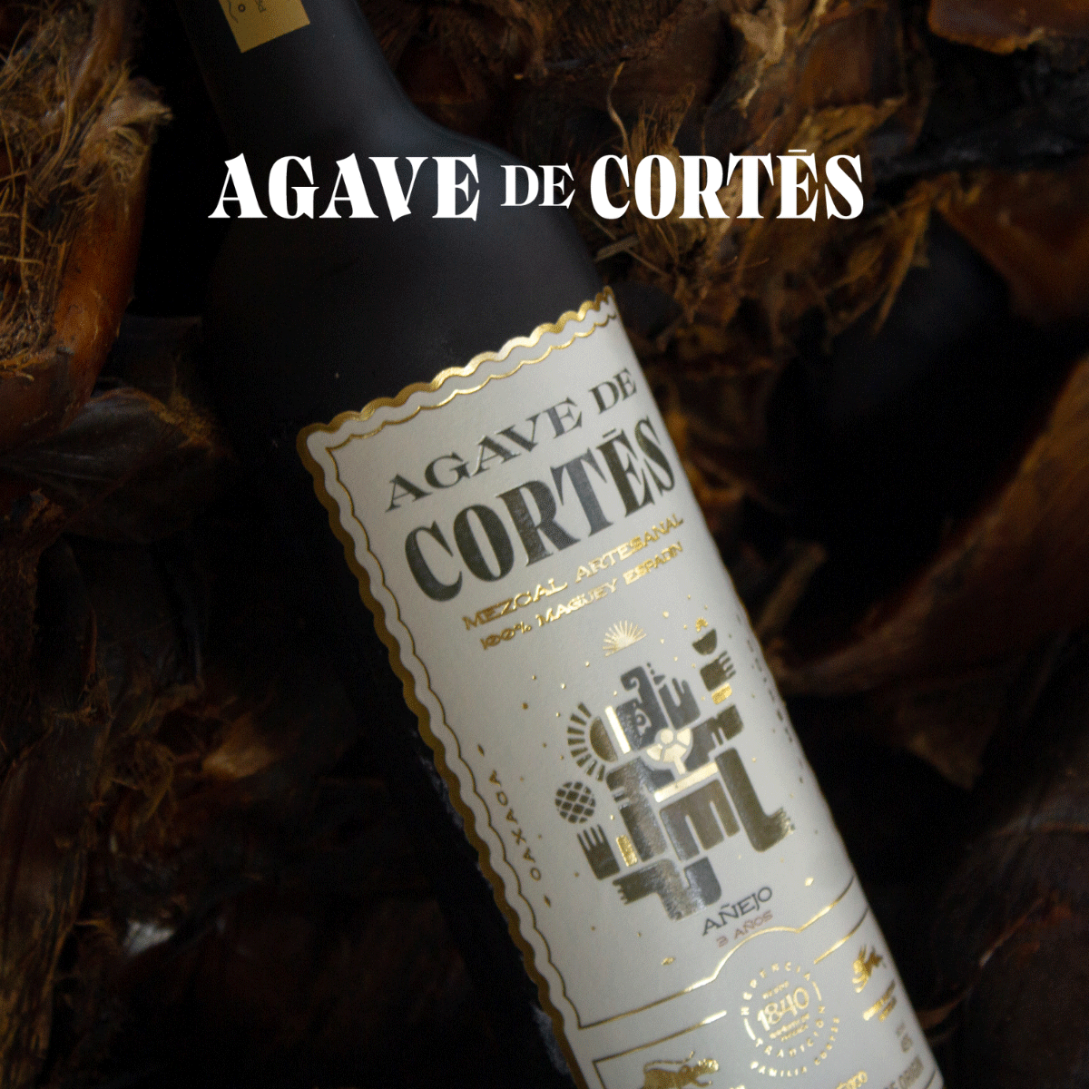 AGAVE DE CORTÉS